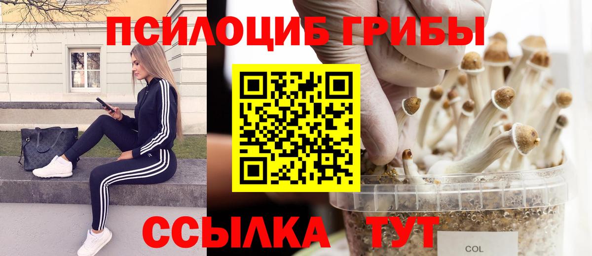 как найти   Псилоцибиновые грибы Psilocybe  Вход с VPN  Киров 